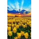 Алмазна мозаїка Жовті тюльпани на світанку без підрамника, 30*40см