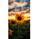 Алмазна мозаїка  Соняшник на заході сонця 30*40см