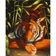 Картина за номерами Бенгальський тигр 40*50см 11618-AC