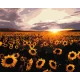 Картина по номерам   Поле соняшників LW 3175 40*50