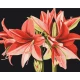 Картина за номерами Амариліс. 40*50см