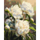 Картина за номерами Квіти. Гармонія півоній 40*50 см  LW 3533