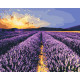 Картина за номерами Лавандове поле. Пейзаж 40*50 см LW 30610