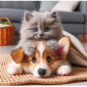 Алмазна мозаїка  Цуценя і кошеня  20*20см S10224