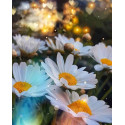 Алмазна мозаїка Ромашкова ніжність 30*40см S20039