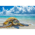 Алмазна мозаїка Морська черепаха  30*40см S20243