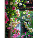 Алмазна мозаїка Кучерява троянда 30*40см  S20282