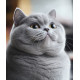 Алмазна мозаїка Сірий британський котик  30 * 40см S20306