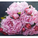 Алмазна мозаїка Пишні рожеві піони  30*40см S30007