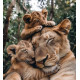 Алмазна мозаїка Мати і левенята 30*40см S30022