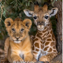 Алмазна мозаїка Левеня і жирафеня 30*40см  S30024