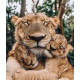 Алмазна мозаїка Обійми левів  30*40см S30025