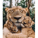 Алмазна мозаїка Обійми левів  30*40см S30025