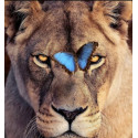 Алмазна мозаїка Лев і метелик  30*40см S30045