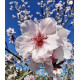 Алмазна мозаїка Цвітіння вишні 30*40см S30048