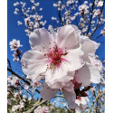 Алмазна мозаїка Цвітіння вишні 30*40см S30048