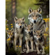 Алмазна мозаїка Родина вовків NT081 40х50см