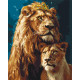 Картина за номерами  Король лев і левиця. З фарбами металік 40*50 см LW 0320