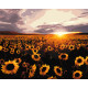 Картина по номерам   Поле соняшників LW 3175 40*50