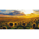 Картина за номерами Поле соняхів 40*80 см LW 5099