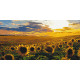 Картина за номерами Поле соняхів 40*80 см LW 5099