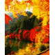 Картина за номерами Яскрава осінь   40х50 см PN0166