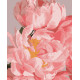 Картина за номерами Ніжні півонії   40х50 см PN1970