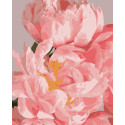 Картина за номерами Ніжні півонії   40х50 см PN1970