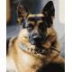 Картина за номерами Німецька вівчарка   40х50 см PN4053