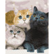 Картина за номерами Котики    40х50 см PN4203