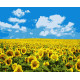 Картина за номерами Поле соняшників   40х50 см PN5379
