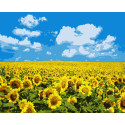 Картина за номерами Поле соняшників   40х50 см PN5379