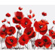 Картина за номерами Маки    40х50 см PN6505