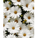 Картина за номерами Улюблені ромашки   40х50 см PN7050
