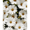 Картина за номерами Улюблені ромашки   40х50 см PN7050