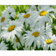 Картина за номерами Ромашки    40х50 см PN7151
