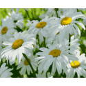 Картина за номерами Ромашки    40х50 см PN7151