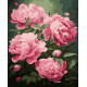 Картина за номерами Півонії    40х50 см PN1988