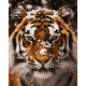 Картина за номерами Тигр    40х50 см PN4271