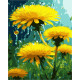 Картина за номерами Яскраві кульбаби   40х50 см PN3478