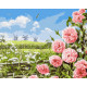 Картина за номерами Ніжність полів 40*50см  КНО6321
