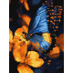 Картина за номерами Мерехтіння крил 30х40см  КНО6731