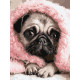 Картина за номерами Закутаний Мопс 30х40см КНО6839