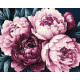 Картина за номерами Ніжні пелюстки 40х50см  КНО3306