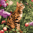 Картина за номерами Бенгальський кіт 40х40см КНО6794