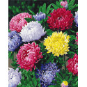 Картина за номерами Різнобарвні айстри BS54120 40х50см
