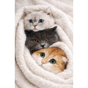 Алмазна мозаїка Котофейне щастя 40*50см S40159