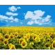 Картина за номерами Поле соняшників PN5379